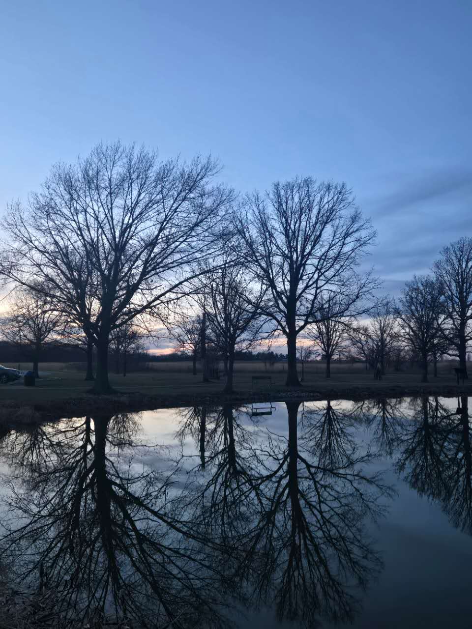 Reflective trees Reflective trees